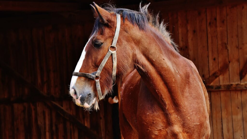 A striking portrait of a brown horse with a white blaze standing in a stable.