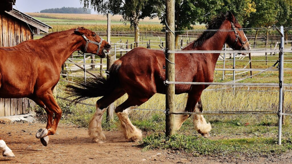 Two Clydesdale horses gallop energetically within a fenced rural field.
