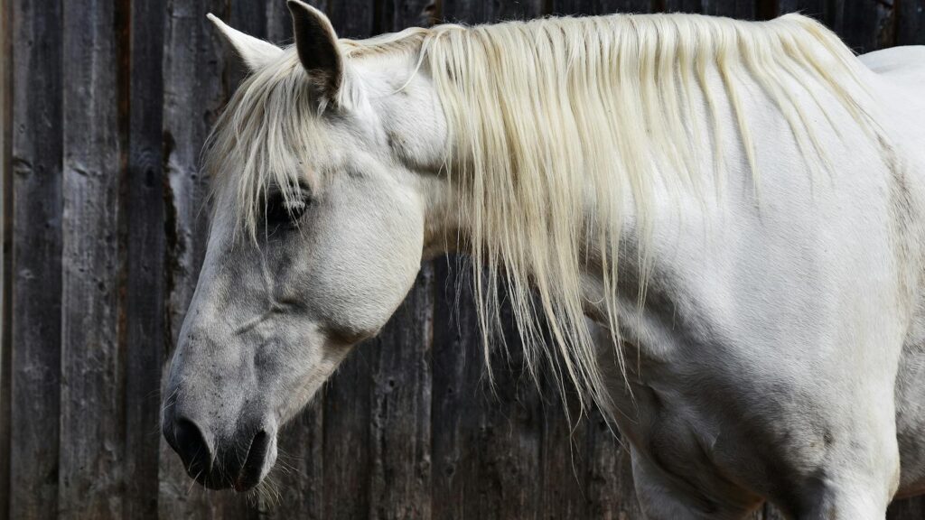 Portrait of a white horse with a flowing mane against a rustic wooden backdrop, capturing its serene beauty.