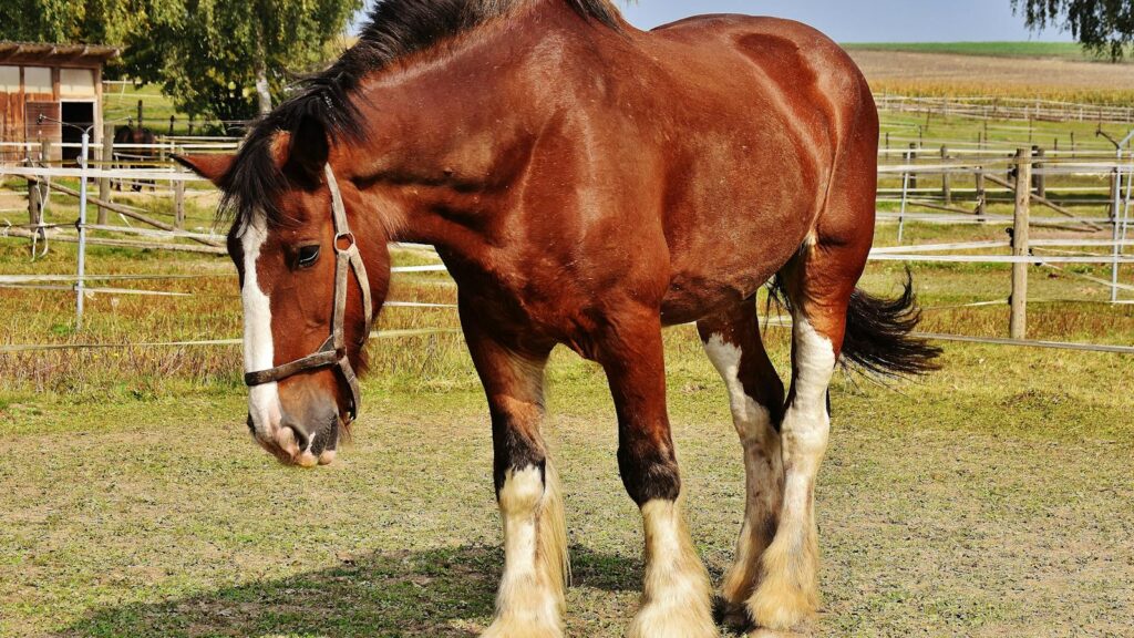 a Clydesdale horse standing in a sunny rural pasture with a harness.