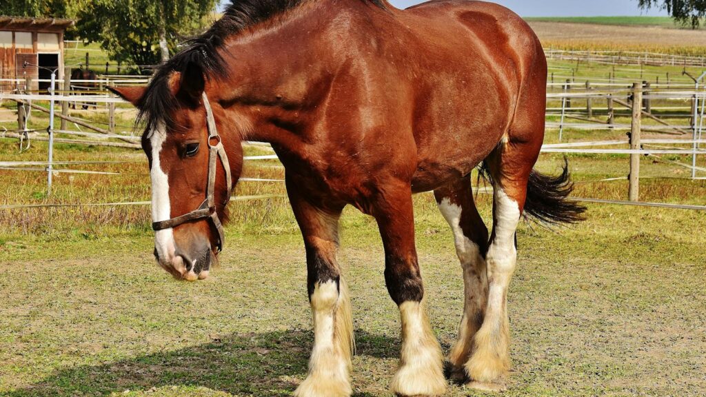 Close-up of a Clydesdale horse standing in a sunny rural pasture with a harness.