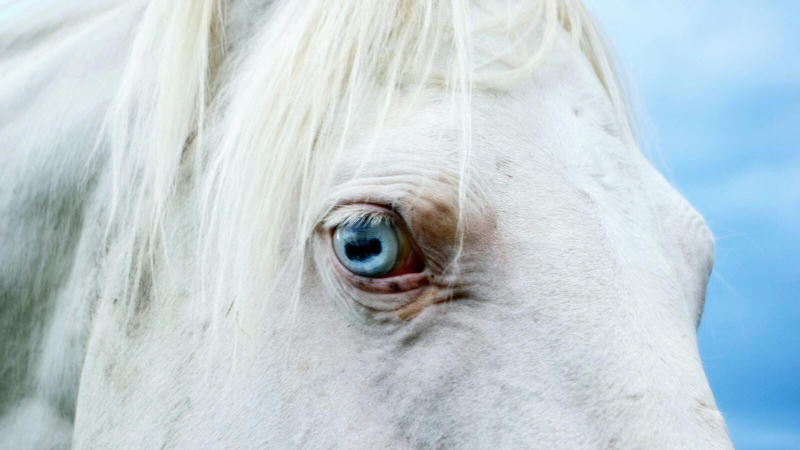 a white horse's blue eye against a serene backdrop.