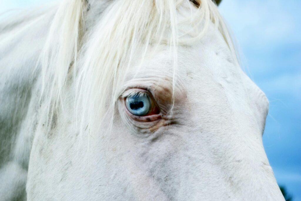 Captivating close-up of Cremello horse with blue eyes
