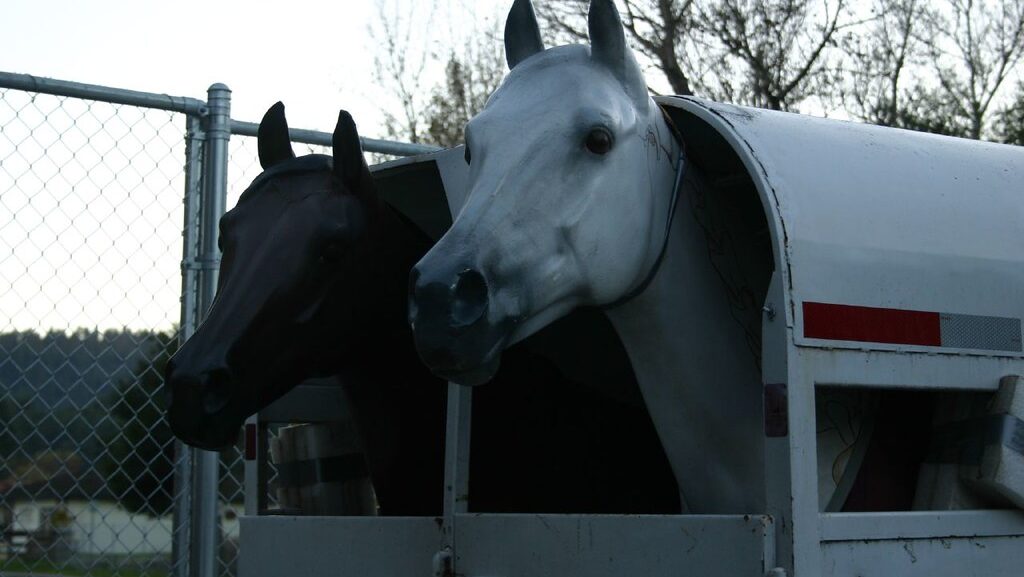 horses in trailer
