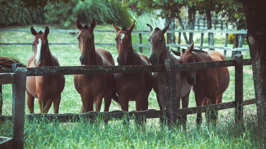 A group of horses standing behind a wooden fence on a sunny day in a lush green pasture.