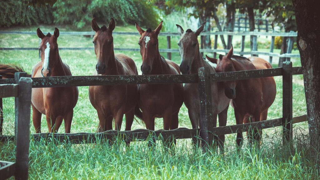 A group of horses standing behind a wooden fence on a sunny day in a lush green pasture.