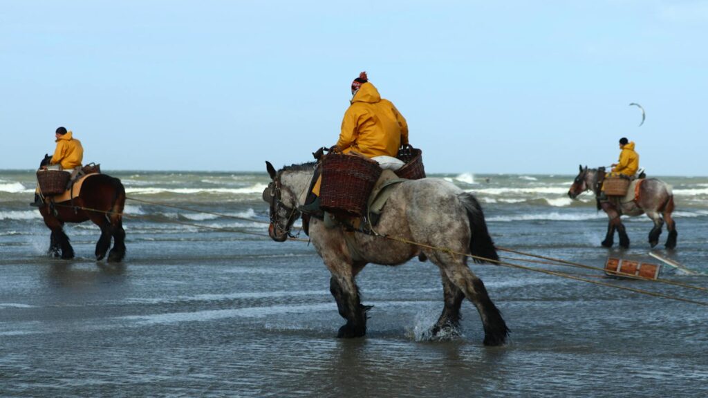 Horseback fishermen in yellow jackets catching shrimp on Koksijde beach, Belgium.