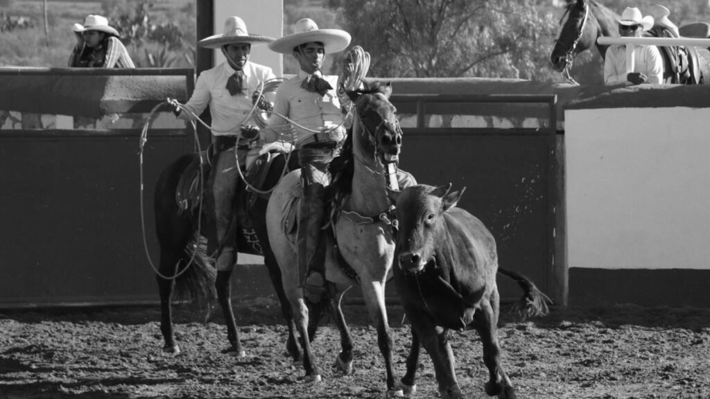 Black and white photo capturing a traditional rodeo with riders and bull in action.