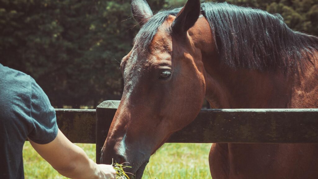 A person feeds a brown horse in a sunny outdoor pasture over a wooden fence.