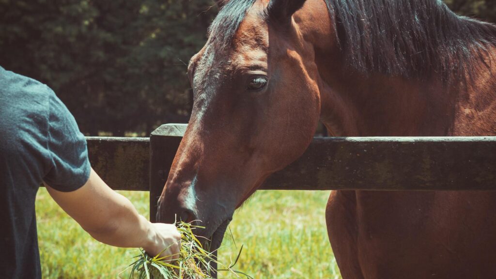 A person feeds a brown horse in a sunny outdoor pasture over a wooden fence.