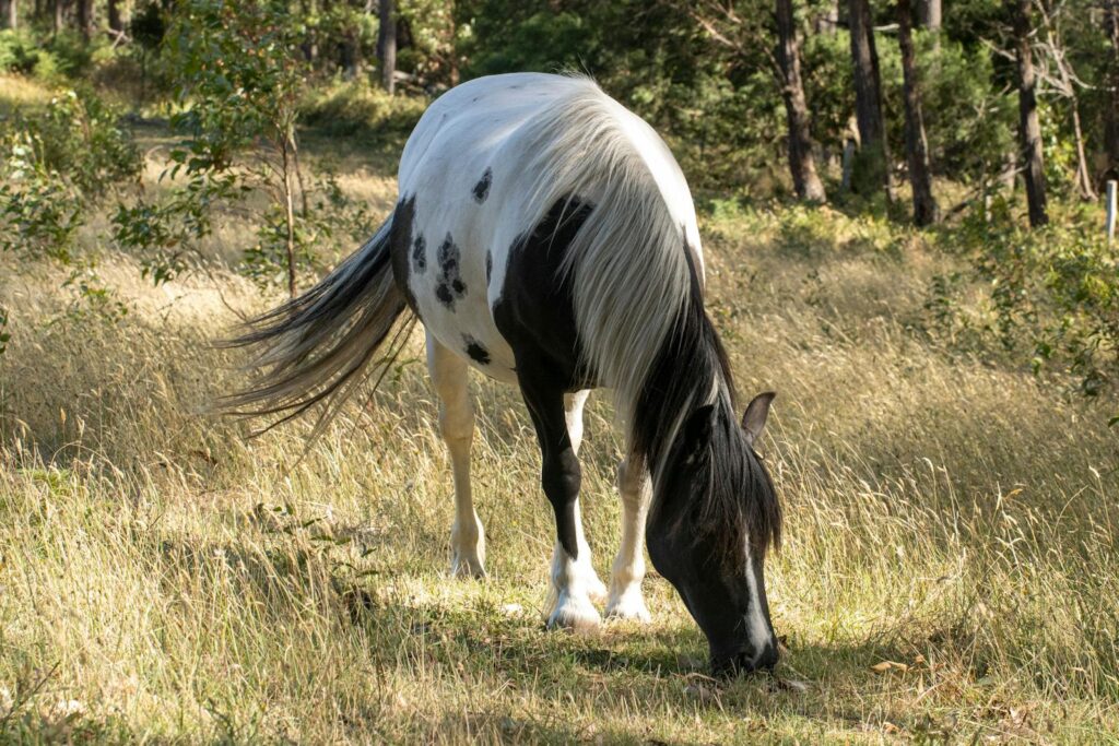 Piebald horse grazing in a sunny field