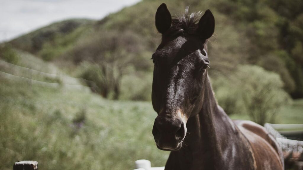 a black horse at a countryside farm, showcasing its majestic features in a sunny grassland setting.