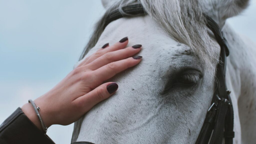 A close-up portrait of a woman's hand gently touching a white horse.