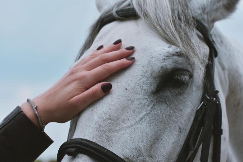 Woman's hand gently touching a white horse