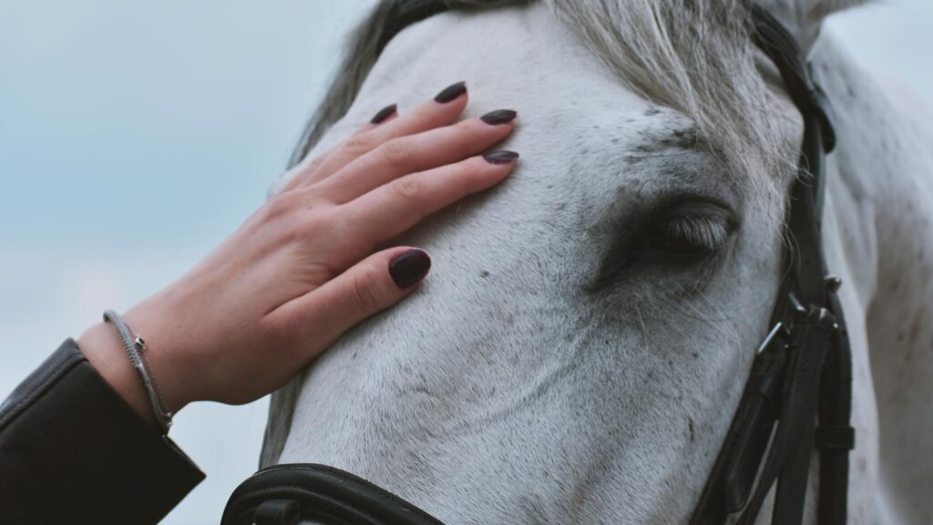 A close-up portrait of a woman's hand gently touching a white horse.