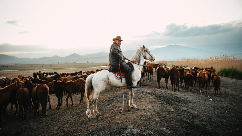 A cowboy on horseback herding a group of horses on a rural plain at sunset.