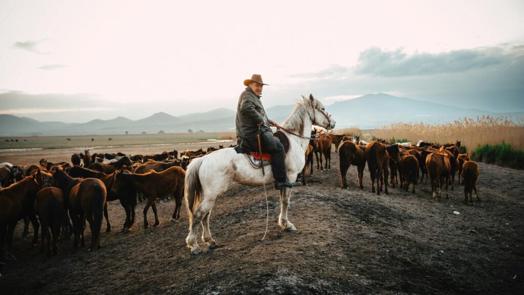 A cowboy on horseback herding a group of horses on a rural plain at sunset.