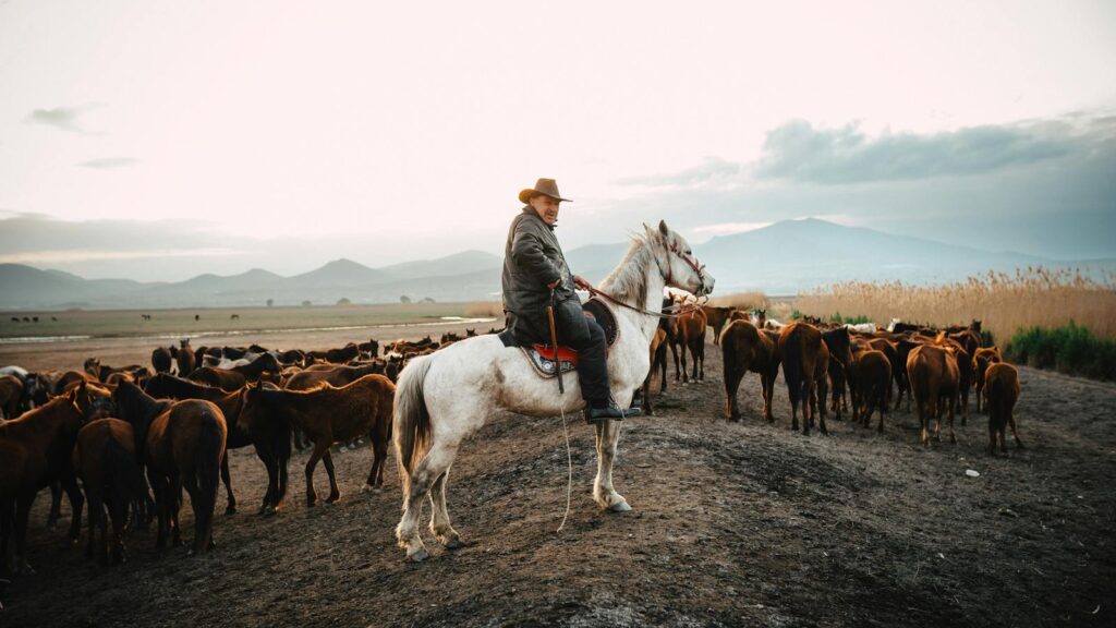 A cowboy on horseback herding a group of horses on a rural plain at sunset.
