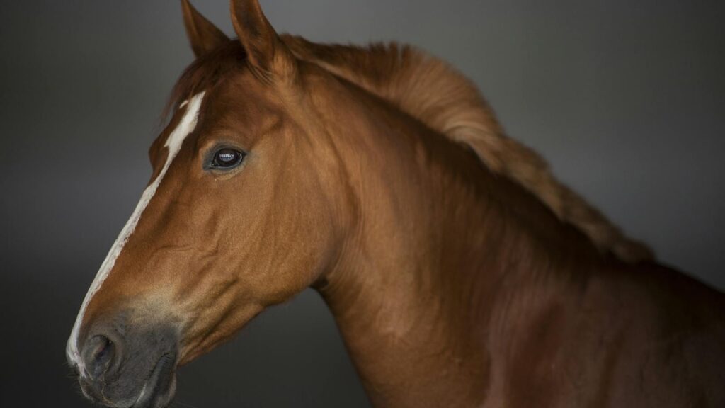 Detailed close-up of a brown horse with a white blaze, taken indoors with soft lighting.
