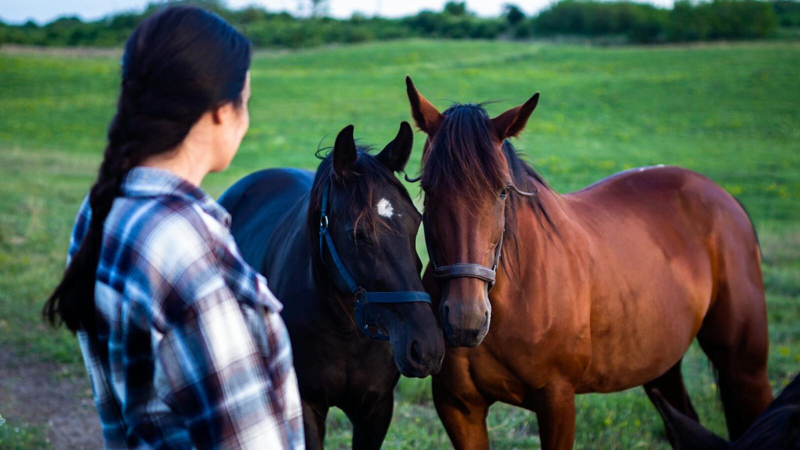 A woman in a plaid shirt stands watching two horses in a lush green meadow.