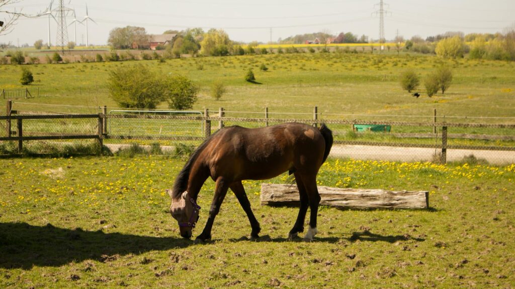 A peaceful brown horse grazing in a green pasture in rural Lund, Sweden.