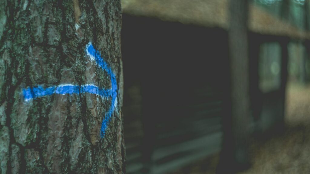 Close-up of a tree with a blue arrow marking against a blurred forest background.