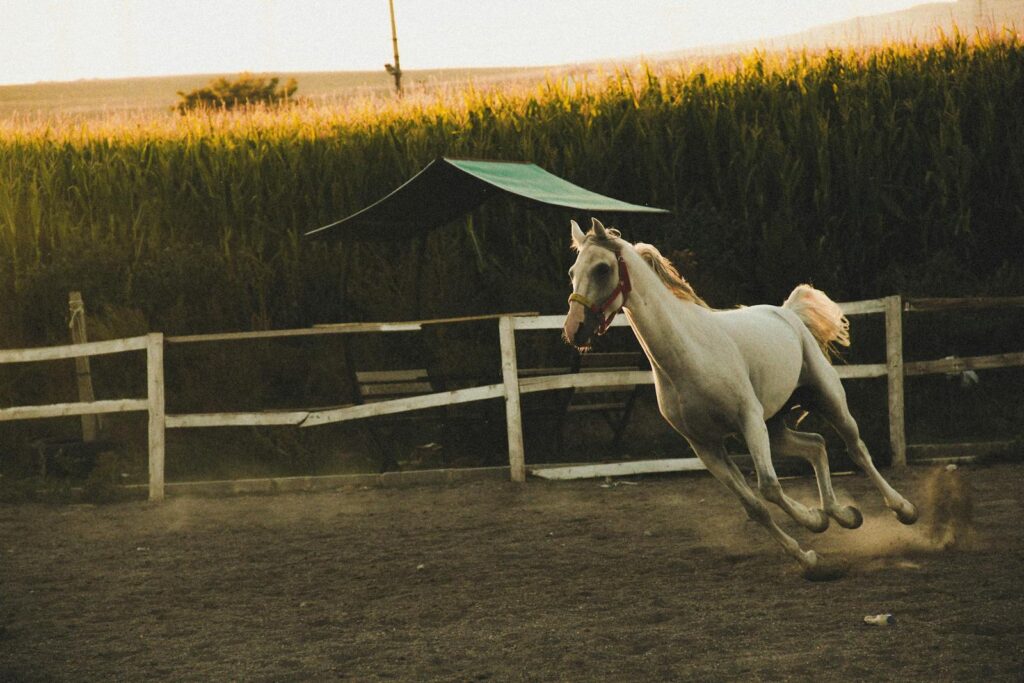 A white horse gallops energetically in a rural paddock as the sun sets in the background.