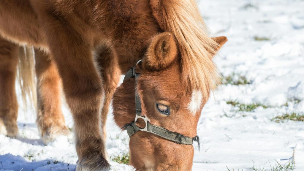 A young pony with a mane grazing on snow-covered grass in a winter meadow.