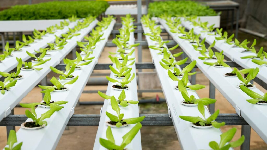 Indoor hydroponic farm with rows of fresh lettuce seedlings, vibrant and lush green under natural daylight.