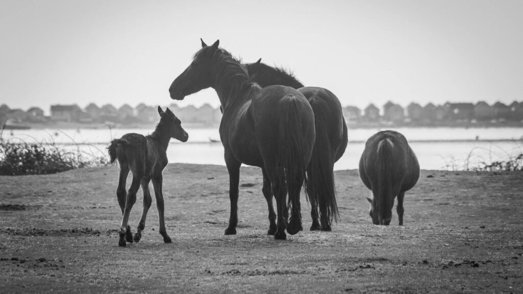 Monochrome image of horses and a foal near a riverbank in rural Christchurch, England.