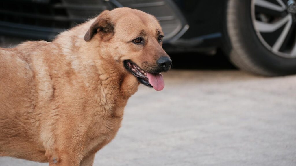 A friendly dog panting happily in a driveway in Bornova, İzmir, Türkiye.