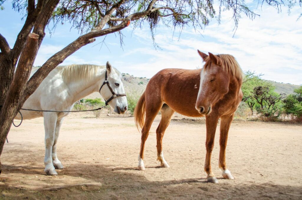 Two horses standing under a tree on a sunny day
