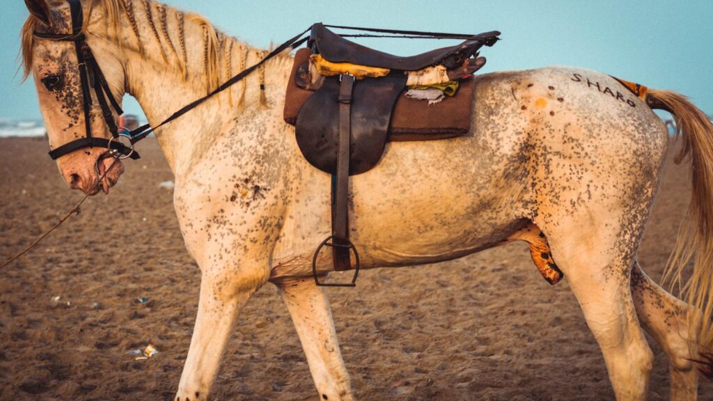 A beautifully spotted horse equipped with a saddle standing on a sandy beach at daytime.