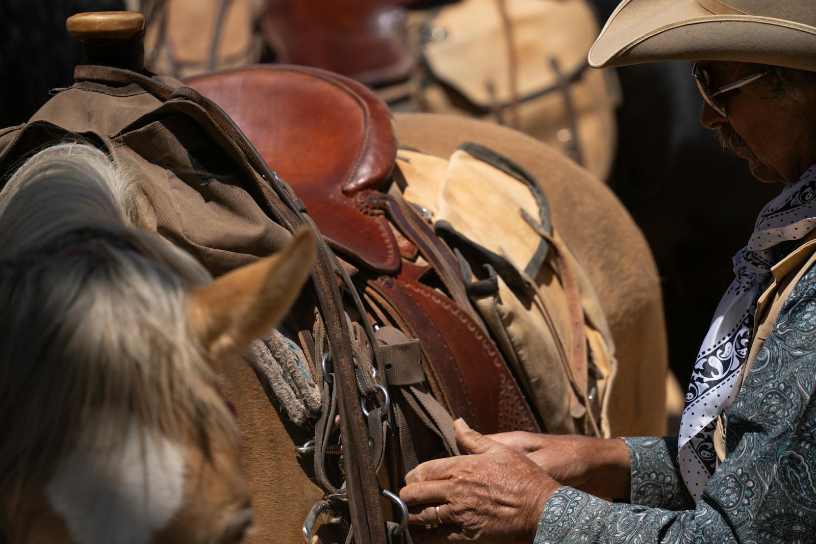 Cowboy adjusting a saddle on a horse