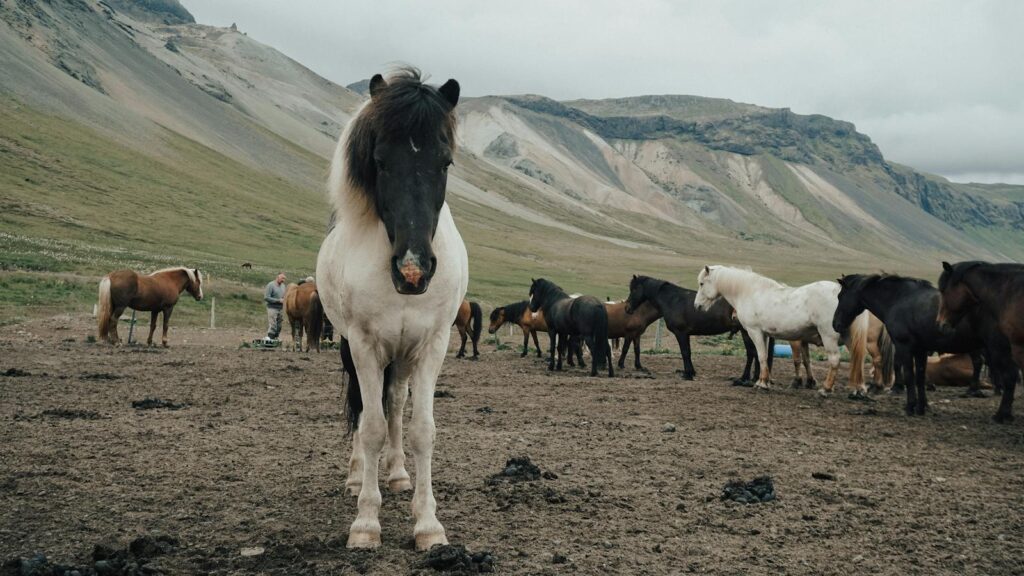 A herd of Icelandic horses grazing in a stunning valley landscape under overcast skies.