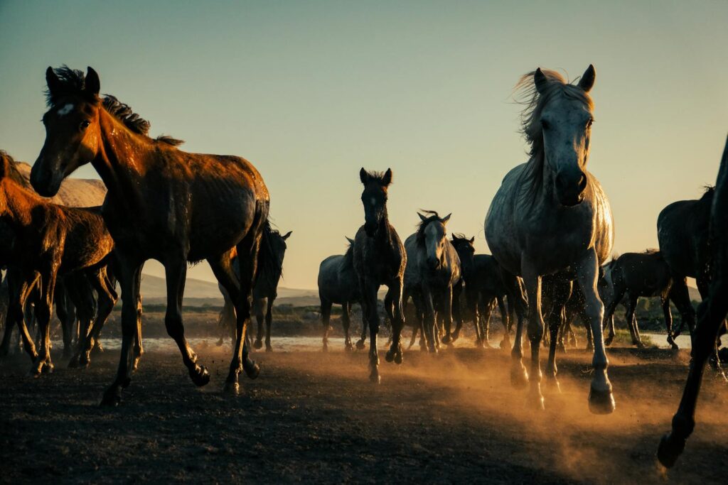 Dynamic scene of a herd of horses running
