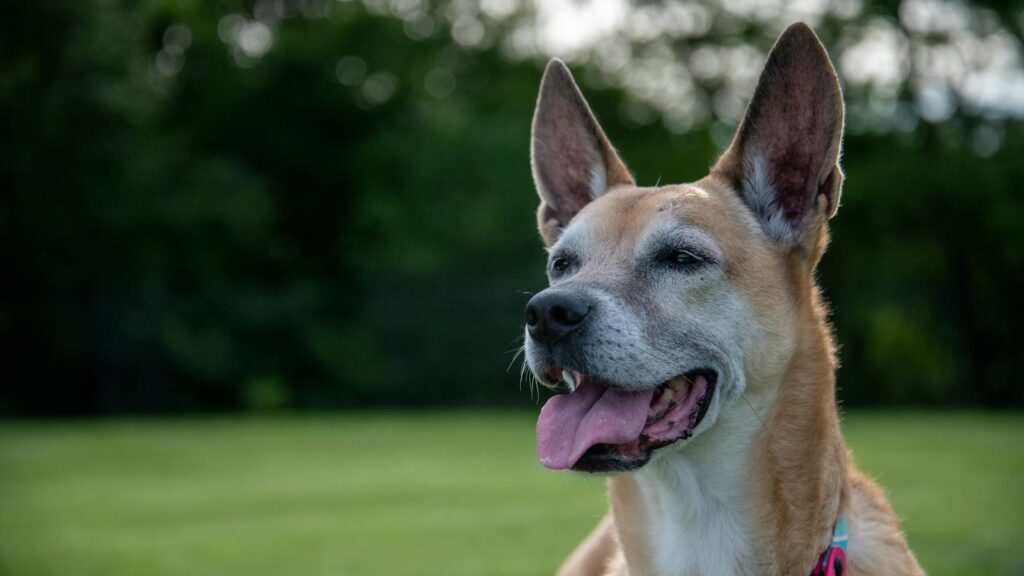 Smiling dog enjoying a sunny day in the park, showing loyalty and happiness.