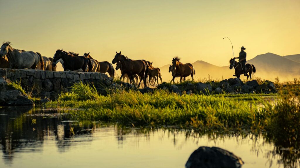 A herd of horses led by a wrangler at sunset crossing a river.