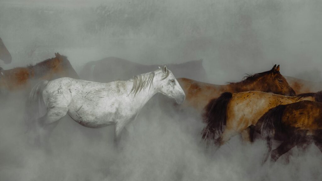 A captivating photo of wild horses running through a dusty rural landscape, showcasing natural beauty and power.