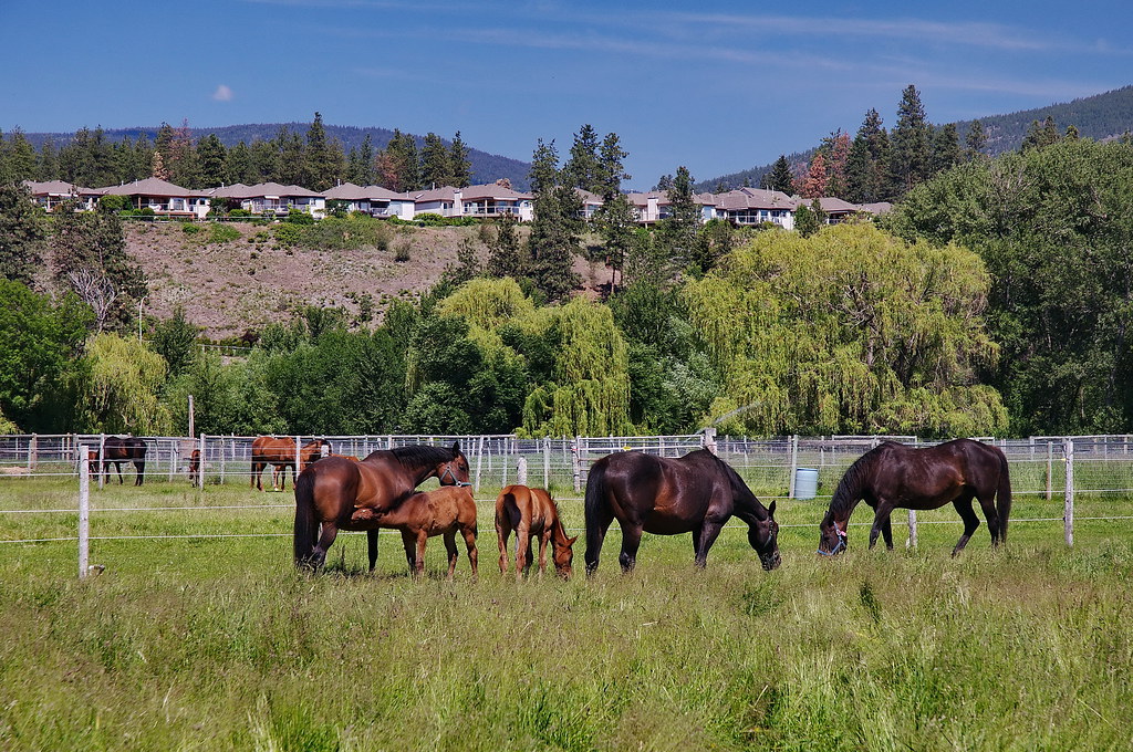 Horses grazing