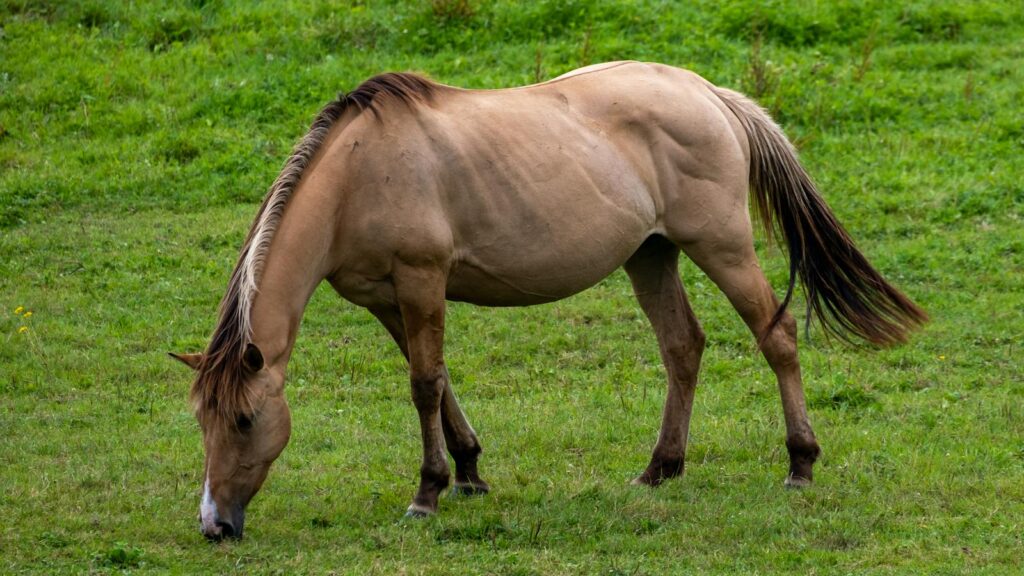 A brown horse peacefully grazing in a lush green meadow during summer.