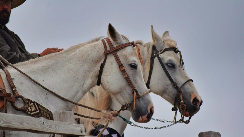White horses with riders at Half Moon Bay, CA, showcasing equestrian culture.