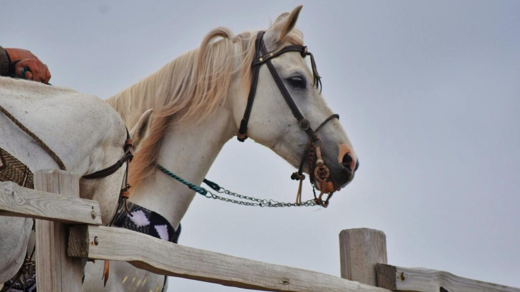 A beautiful white horse near a rustic wooden fence in Half Moon Bay, CA, exudes grace and strength.
