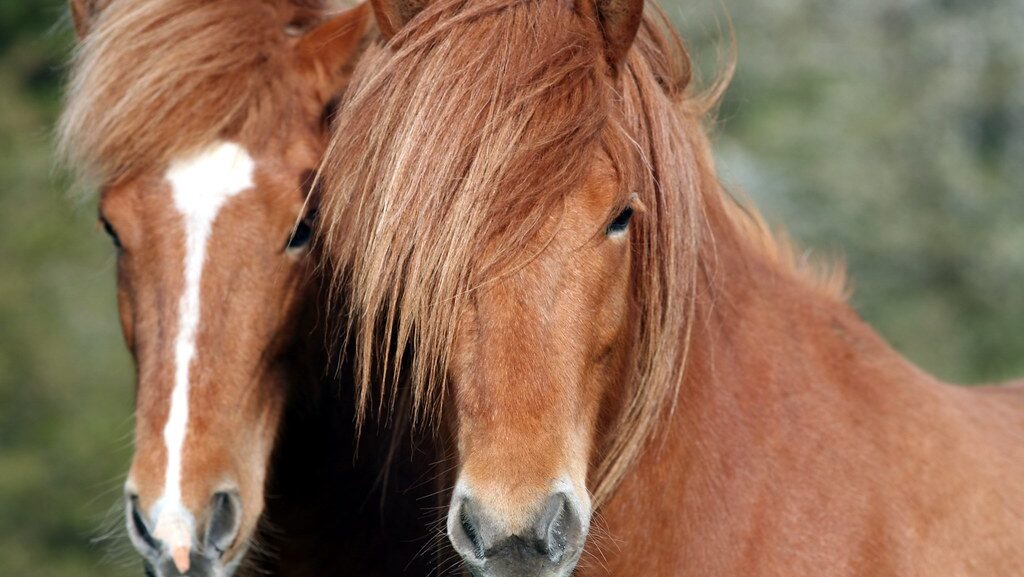 2 horses in the green land