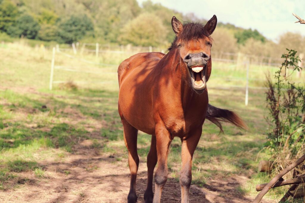 Chestnut horse yawning in a sunny meadow, showcasing its joyful expression.