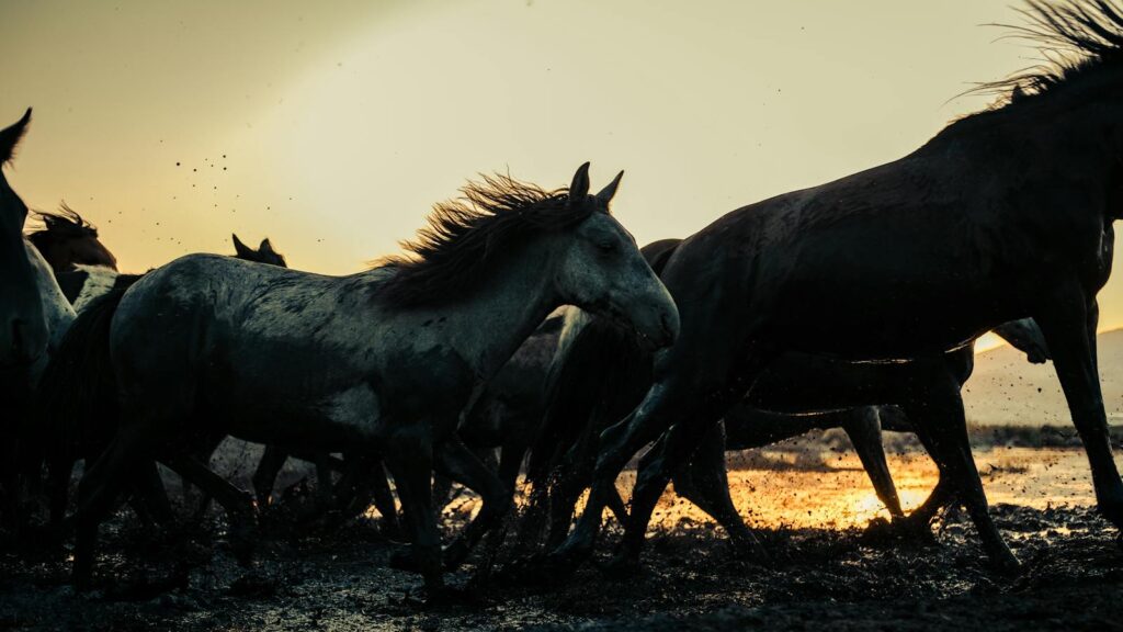 Dynamic scene of wild horses galloping through mud at sunset, capturing their powerful movement.
