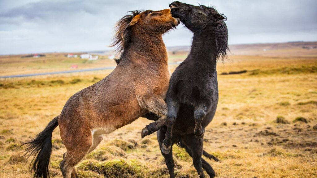Two wild horses against an open countryside backdrop display energy and power.