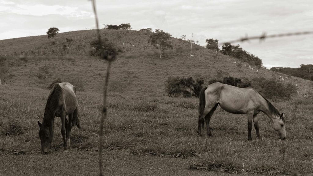 Two horses grazing in a serene pasture in Pains, Minas Gerais, Brazil. Scenic rural landscape.