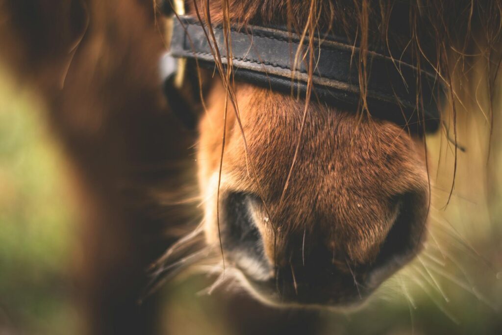 Detailed close-up view of a brown horse's muzzle and nostril, capturing the texture of its fur and bridle.