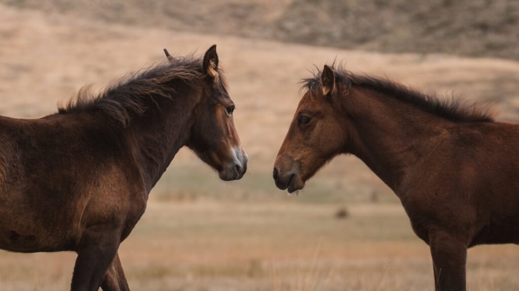 A close encounter between two horses in the scenic Seydişehir landscape, capturing equine rivalry.